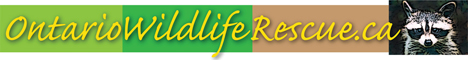 ontario wild life rescue logo c